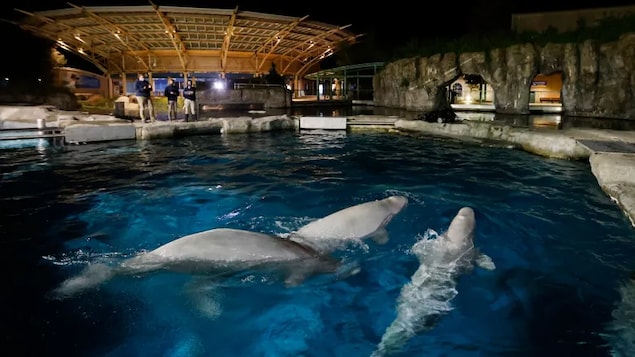 Mort d’un deuxième béluga transféré de Marineland vers les États-Unis