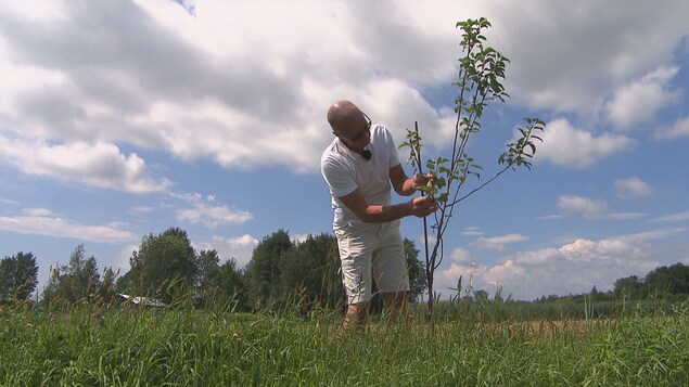 Un premier verger de poires voit le jour en Mauricie