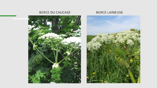 À droite, la berce laineuse. À gauche, la berce du Caucase. À droite, la berce laineuse. À gauche, la berce du Caucase.