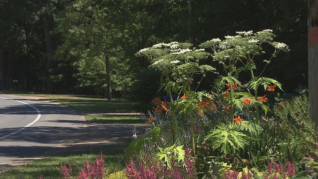 Une plante de grande taille, avec des fleures blanches, le long d'un chemin.