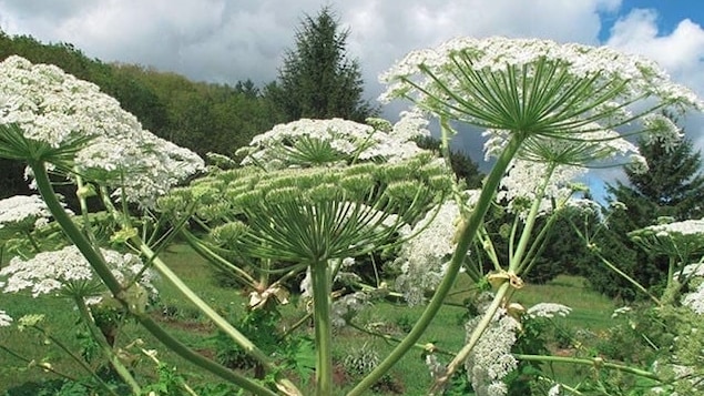 Une plante toxique pousse dans la vallée de la Don