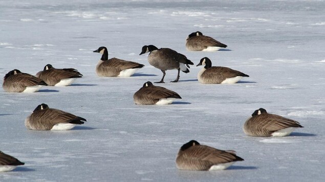 Des bernaches qui dorment sur la glace l'hiver. 