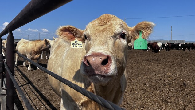 Le bœuf canadien coûte de plus en plus cher