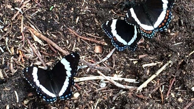 deux papillons noirs avec des taches blanches sur les ailes sont posés sur de la terre deux papillons noirs avec des taches blanches sur les ailes sont posés sur de la terre