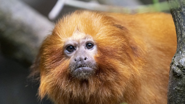 Un tamarin doré.