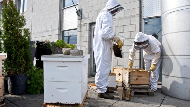 Deux étudiants en habit blanc examinent une boîte en bois entourés de milliers d'abeilles. Deux étudiants en habit blanc examinent une boîte en bois entourés de milliers d'abeilles.