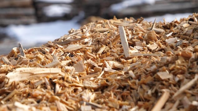 Des copeaux de bois en premier plan et des troncs d'arbres flous en arrière plan.
