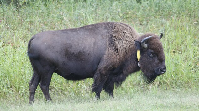 Des colliers intelligents pour surveiller les bisons dans le parc national Elk Island
