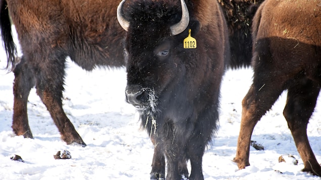 Après 160 ans, deux bisons naissent sur des terres traditionnelles métisses