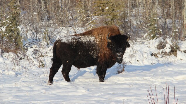 Un bisonte en la nieve.