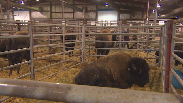 Des bisons à la foire agricole Agribition de Regina, en Saskatchewan, le 29 novembre 2022.