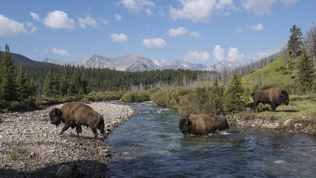Trois bisons adultes traversent une rivière. Trois bisons adultes traversent une rivière.