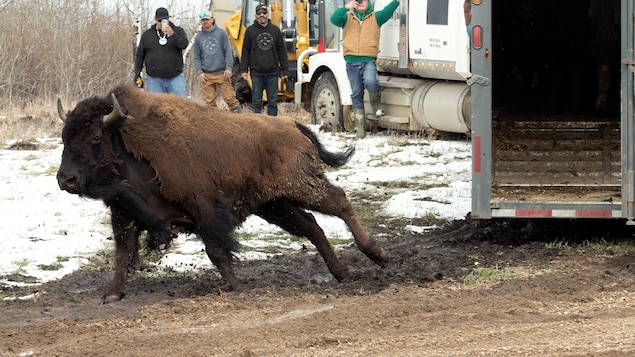 Ramener les bisons à la maison après 150 ans d’absence