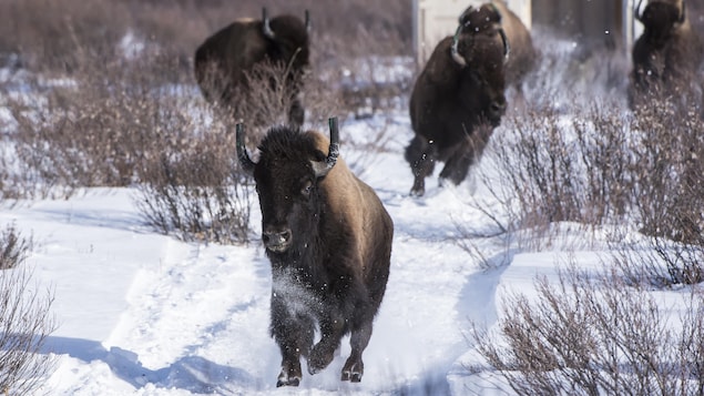 Des bisons sont relâchés au parc national Banff.