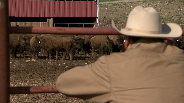 Jeunes bisons dans un enclos chez la tribu des Pieds-Noirs au Montana