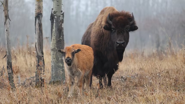 Des chercheurs percent le secret du génome du bison