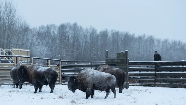 Un troupeau de bisons dans la neige. 