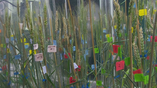 Les chercheurs placent les plants de blé sur lesquels ils font des tests dans des chambres fermées. Les chercheurs placent les plants de blé sur lesquels ils font des tests dans des chambres fermées.