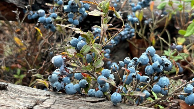 Des dizaines de bleuets dans un bleuetier.