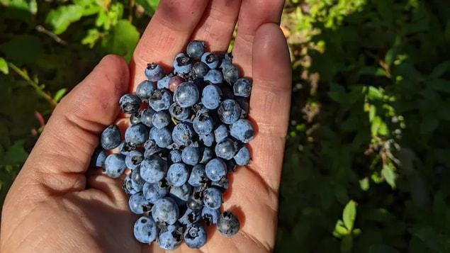 La cueillette de bleuets, une façon de tisser des liens avec la culture autochtone