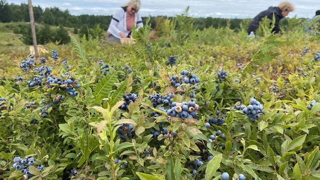 Des plants de bleuets à l'avant-plan, des gens s'affairant à la cueillette derrière.