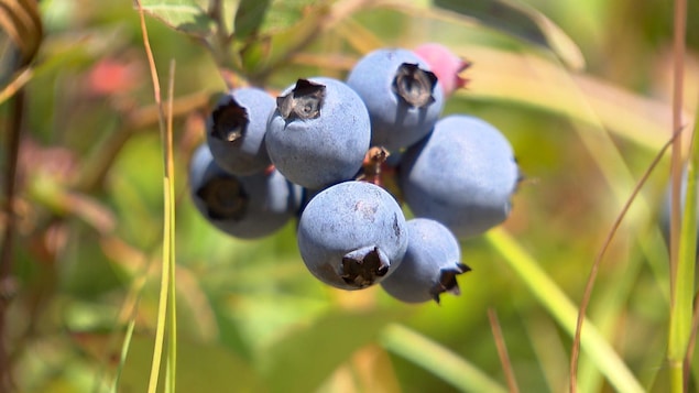 Grappe de bleuets de la Bleuetière Bleu-Nord, à Sept-Îles. 