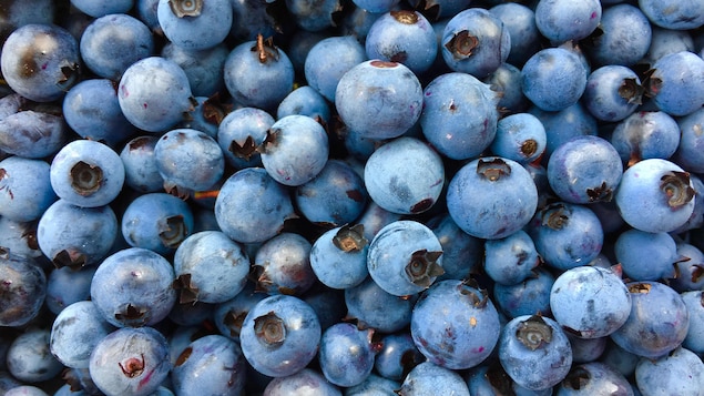 Pesticides: Ottawa wants to allow more residue on wild blueberries