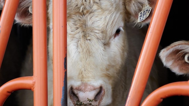 Gros plan d'un bœuf.