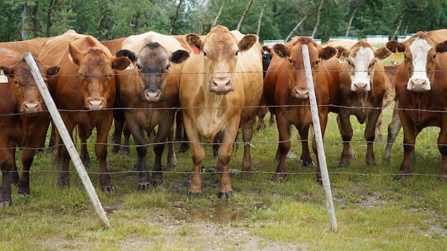 Pourquoi le bœuf australien est-il moins cher dans des épiceries canadiennes?