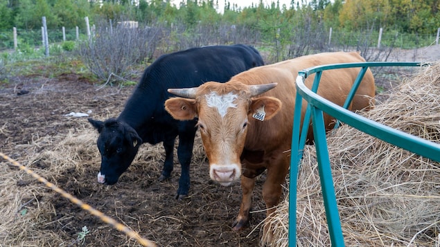 Deux bœufs sont dans un enclos extérieur à la Ferme Desrochers.