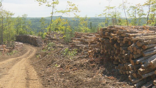 L’arrêt de production chez Domtar a des impacts sur les producteurs de bois