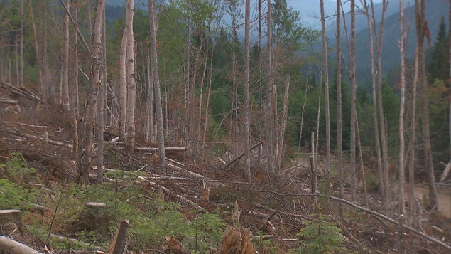 Une forêt Une forêt