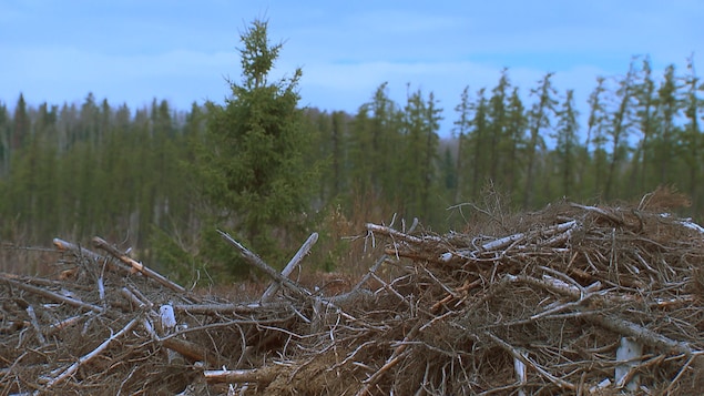 Une forêt et des débris