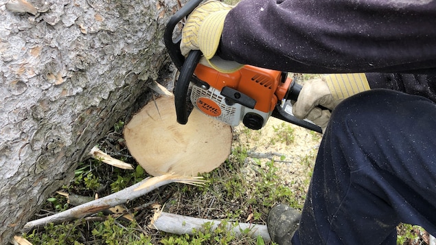 Une scie mécanique coupe du bois.