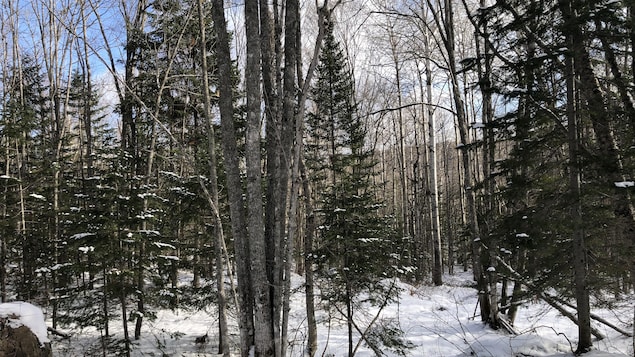 Un terrain boisé et enneigé.
