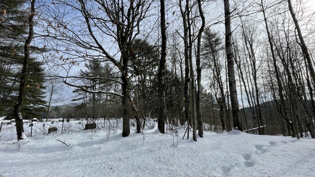 Un boisé où l'on voit des traces de pas dans la neige. 