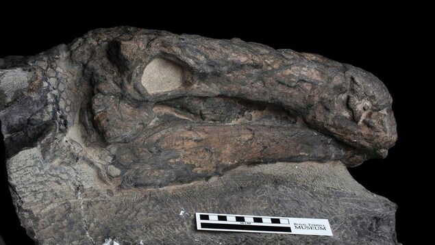 La tête du spécimen de Borealopelta markmitchelli découvert en Alberta.