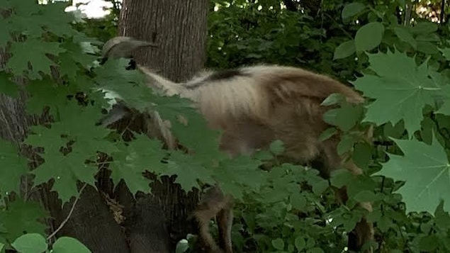 Une chèvre près d'un arbre.
