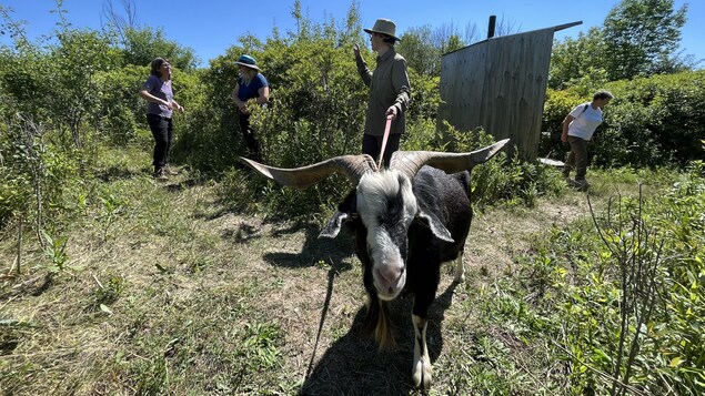 Des boucs pour se débarrasser d’une espèce envahissante