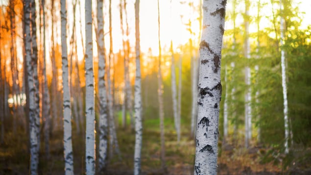 De l’écorce de bois utilisée pour diminuer les pertes de pommes de terre