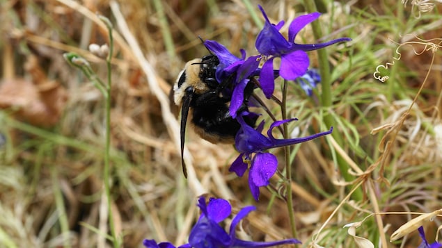 Insecte sur une fleur, 2025.