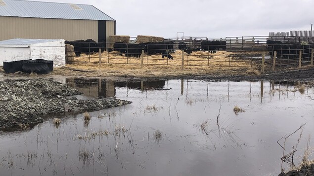 Les producteurs bovins du Manitoba en détresse face aux conditions météorologiques