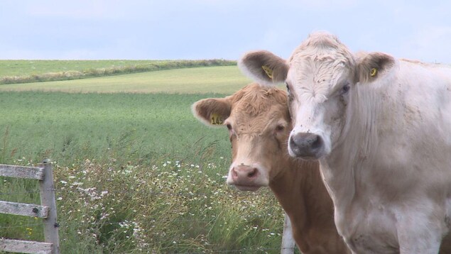 Des bovins dans un pré. Des bovins dans un pré.