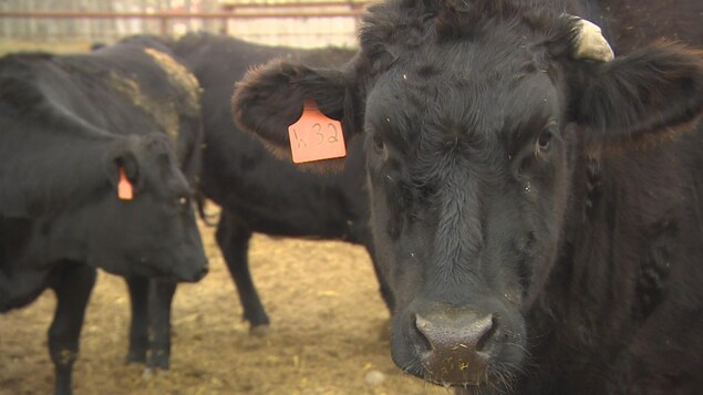 Un bœuf noir à la droite regarde la caméra, avec deux bovins noirs à l'arrière-plan.