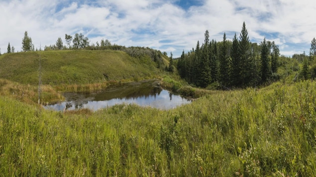Un petit lac entouré d'arbres et d'herbes sur un terrain vallonné.