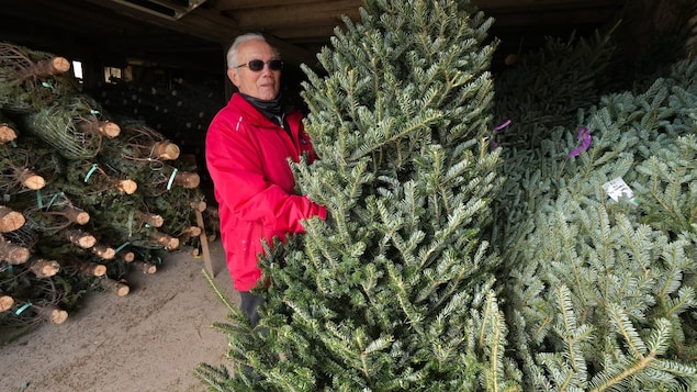 Possible pénurie de sapins de Noël en vue