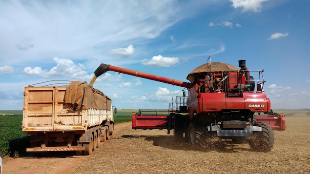 Des fèves de soya sont transvidées dans un camion à Campo Verde, dans l'État de Mato Grosso, au Brésil.