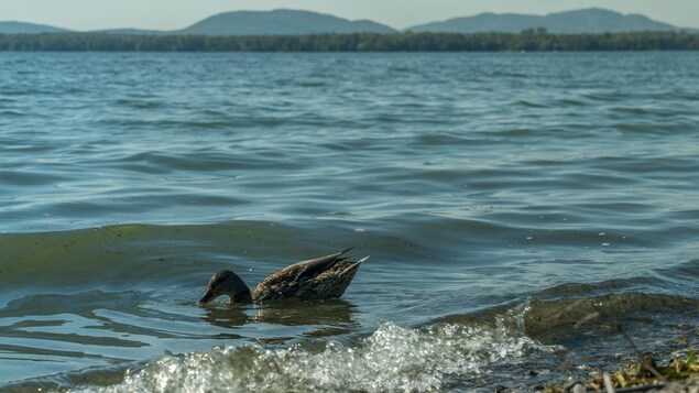 Un canard nage au bord de l'eau. Un canard nage au bord de l'eau.