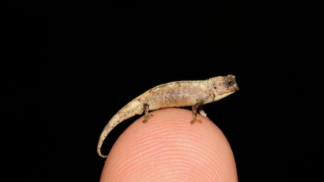 brookesia-nana-cameleon-reptile.jpg