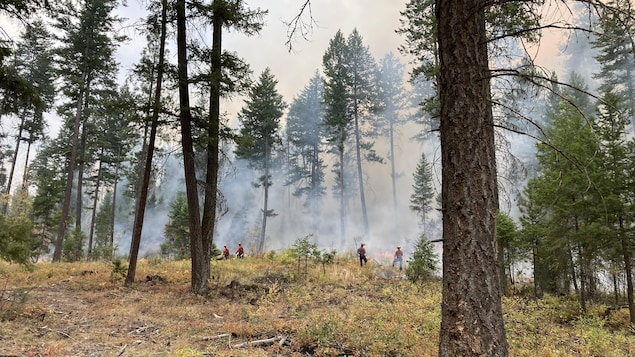 Des pompiers dans la forêt allument des feux pour consumer les combustibles.